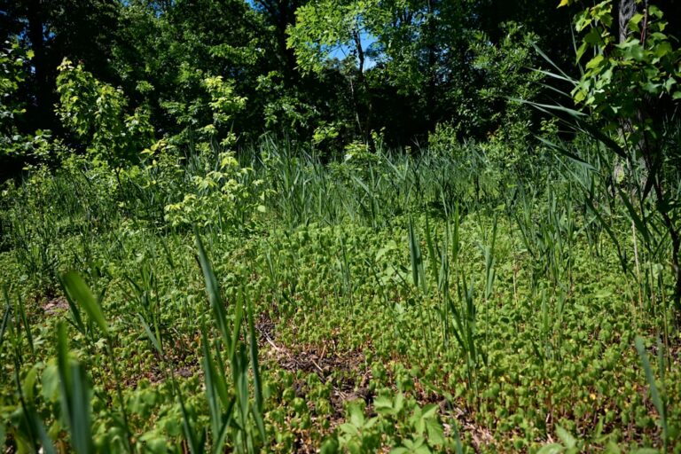 Photo ecosystem regeneration